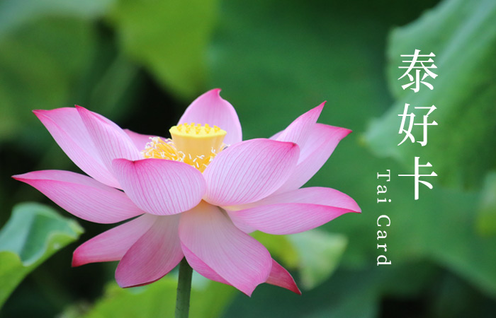 daan-stevens-549933-unsplash